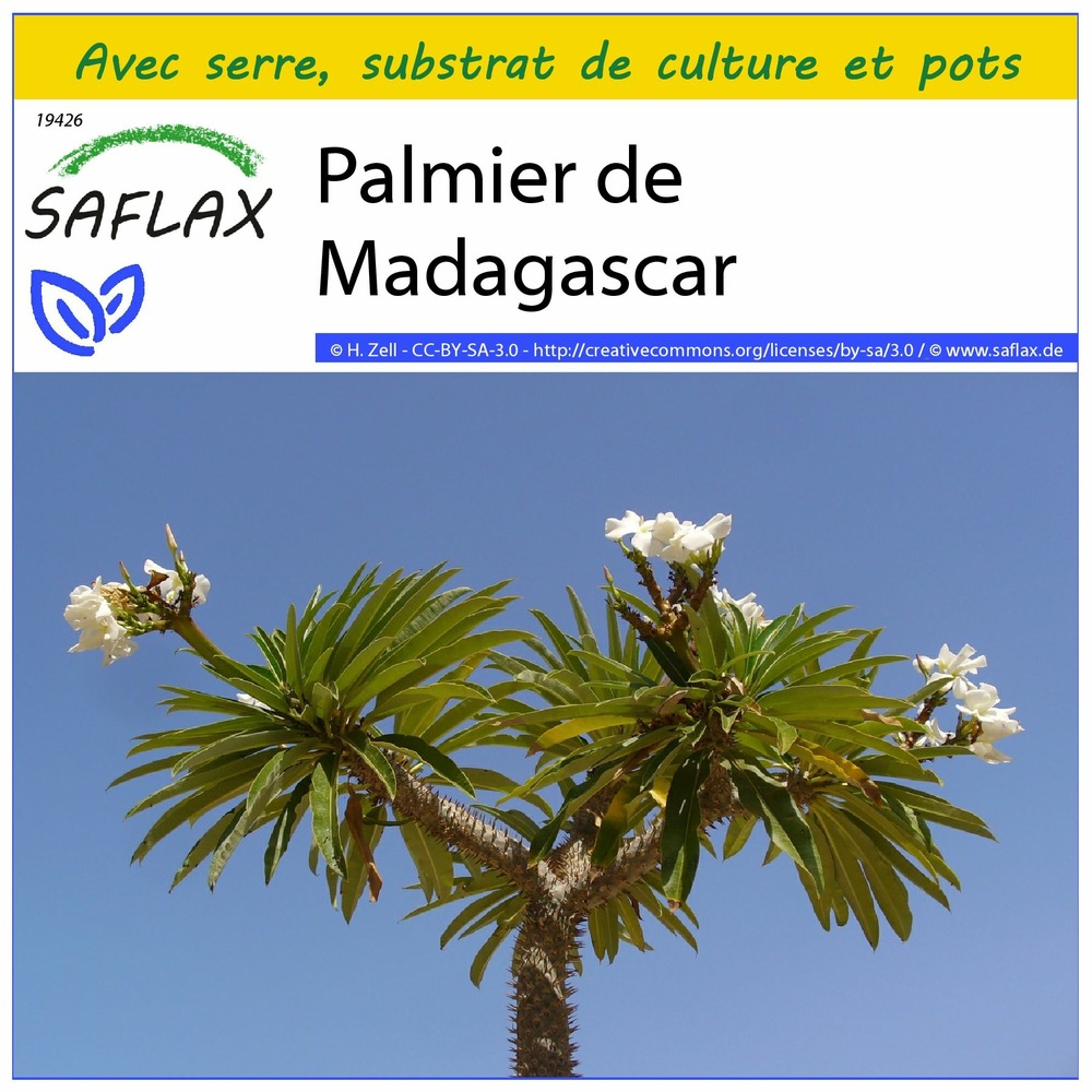 Ensemble de culture - palmier de madagascar - 10 graines - pachypodium lamerei