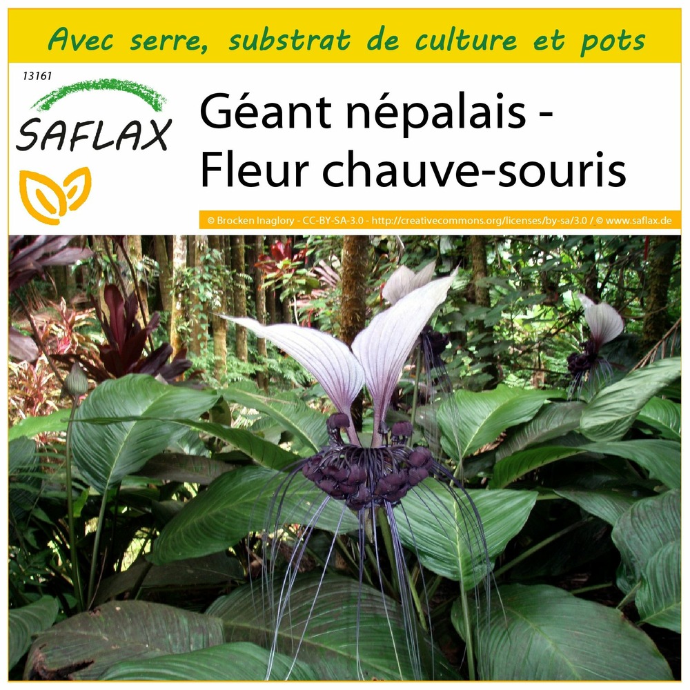 Ensemble de culture - géant népalais - fleur chauve-souris - 10 graines - tacca nevia white