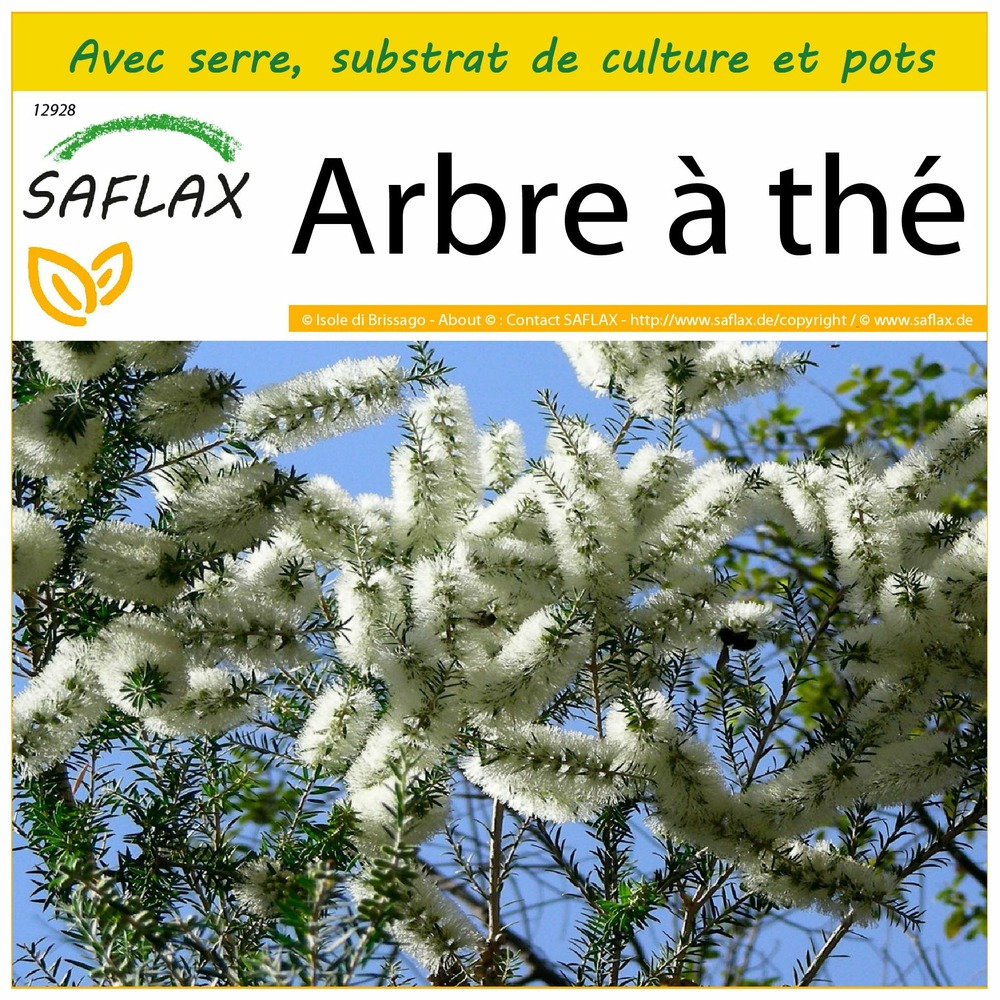 Ensemble de culture - arbre à thé - 400 graines - melaleuca alternifolia