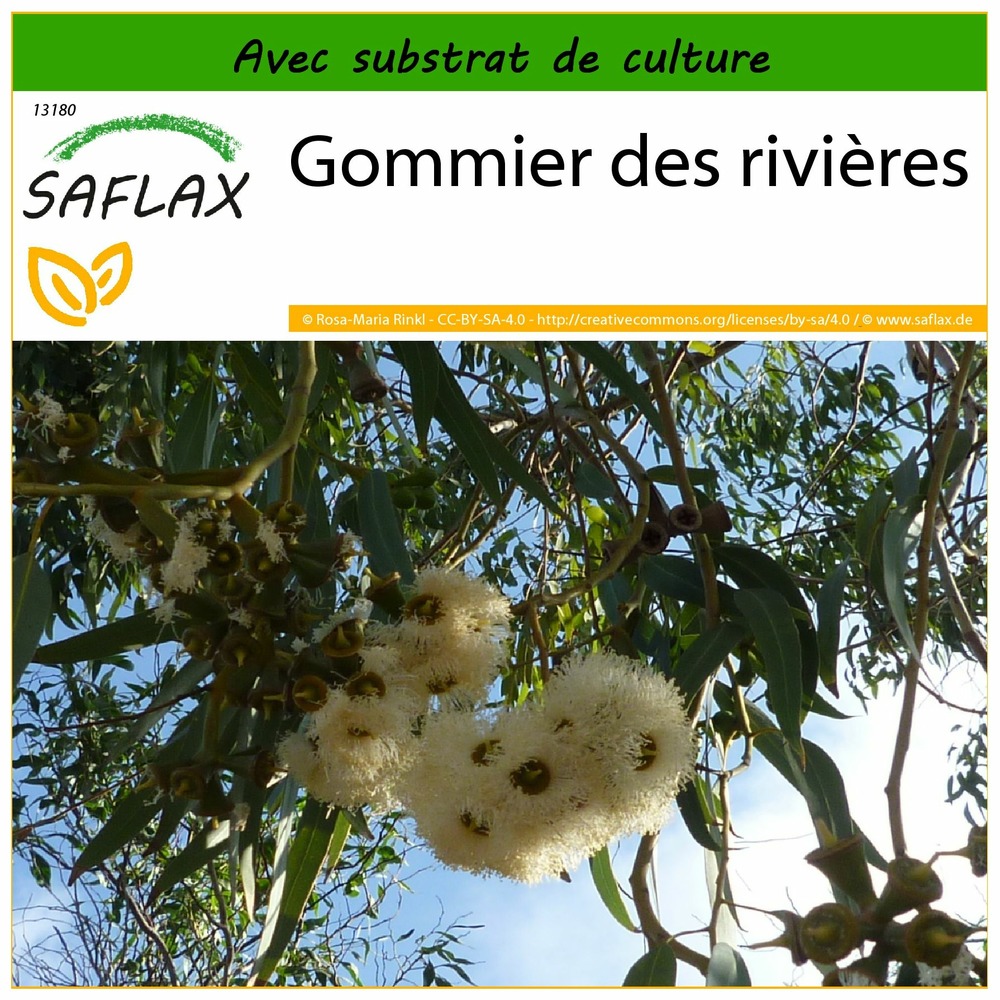 Gommier des rivières - 200 graines - avec substrat - eucalyptus camaldulensis