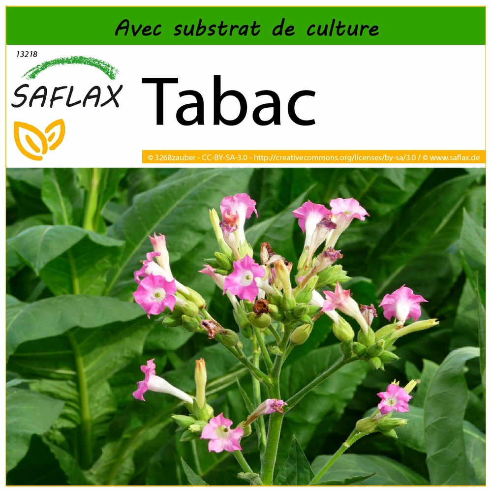 Tabac - 250 graines - avec substrat - nicotiana tabacum