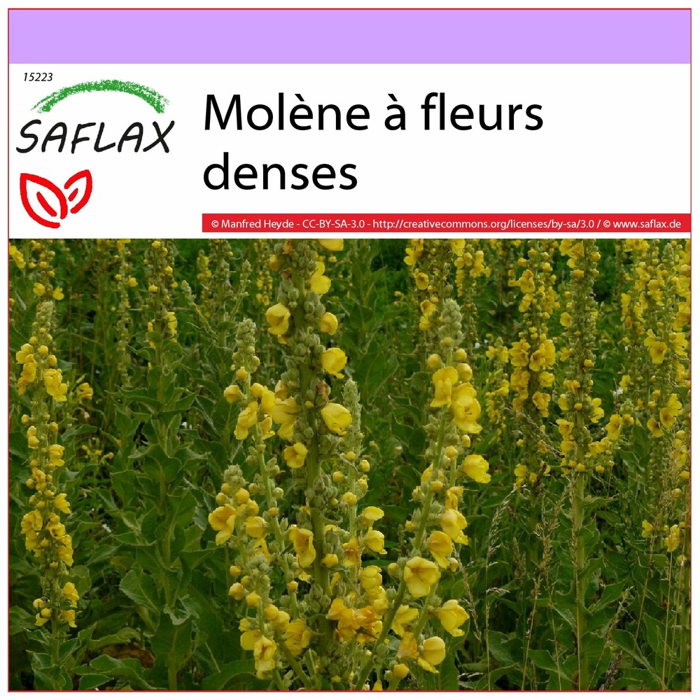 Molène à fleurs denses - 500 graines - verbascum densiflorum