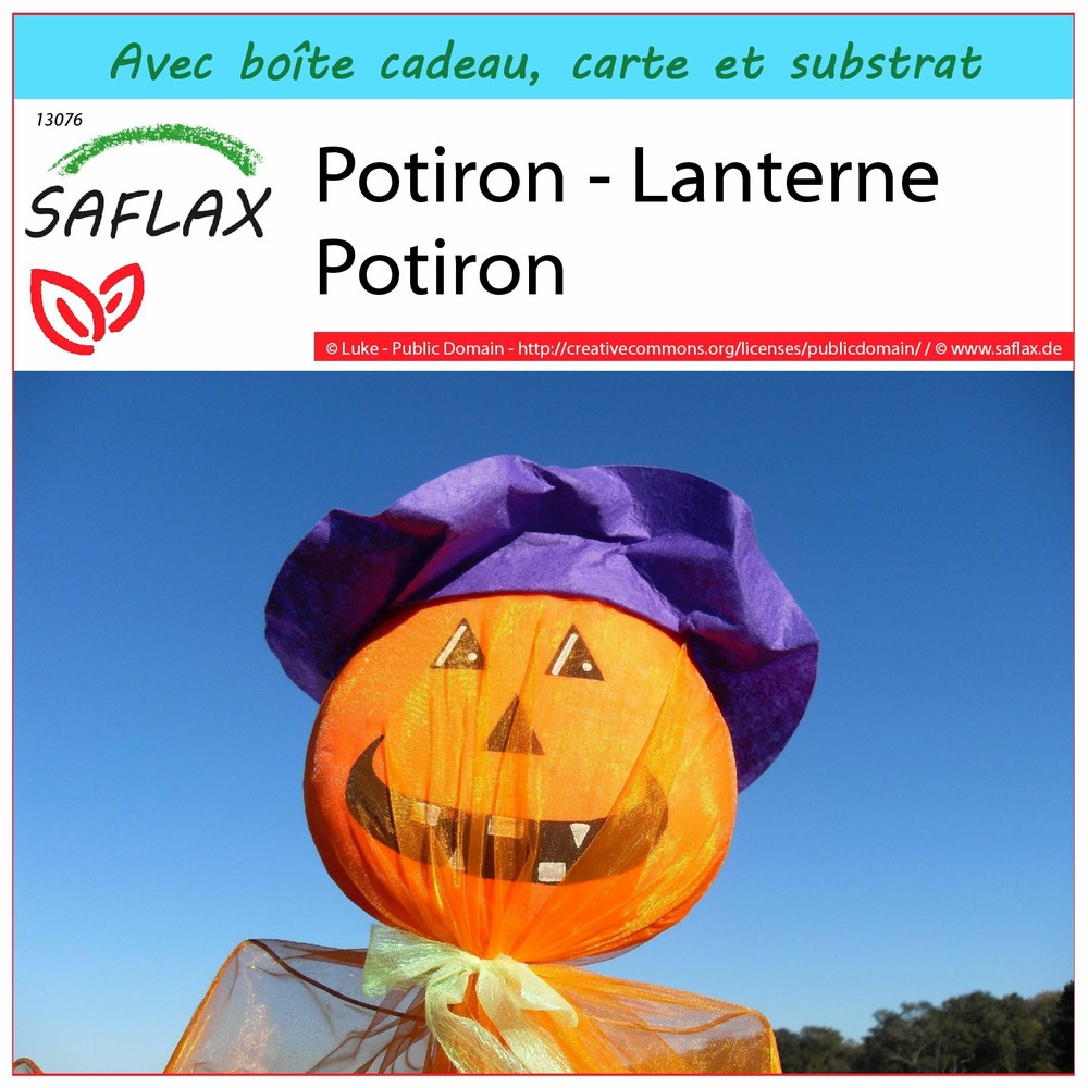 Ensemble-cadeau - potiron - lanterne potiron - 10 graines - cucurbita pepo