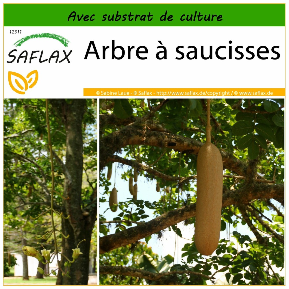 Arbre à saucisses - 10 graines - avec substrat - kigelia pinnata var. Africana