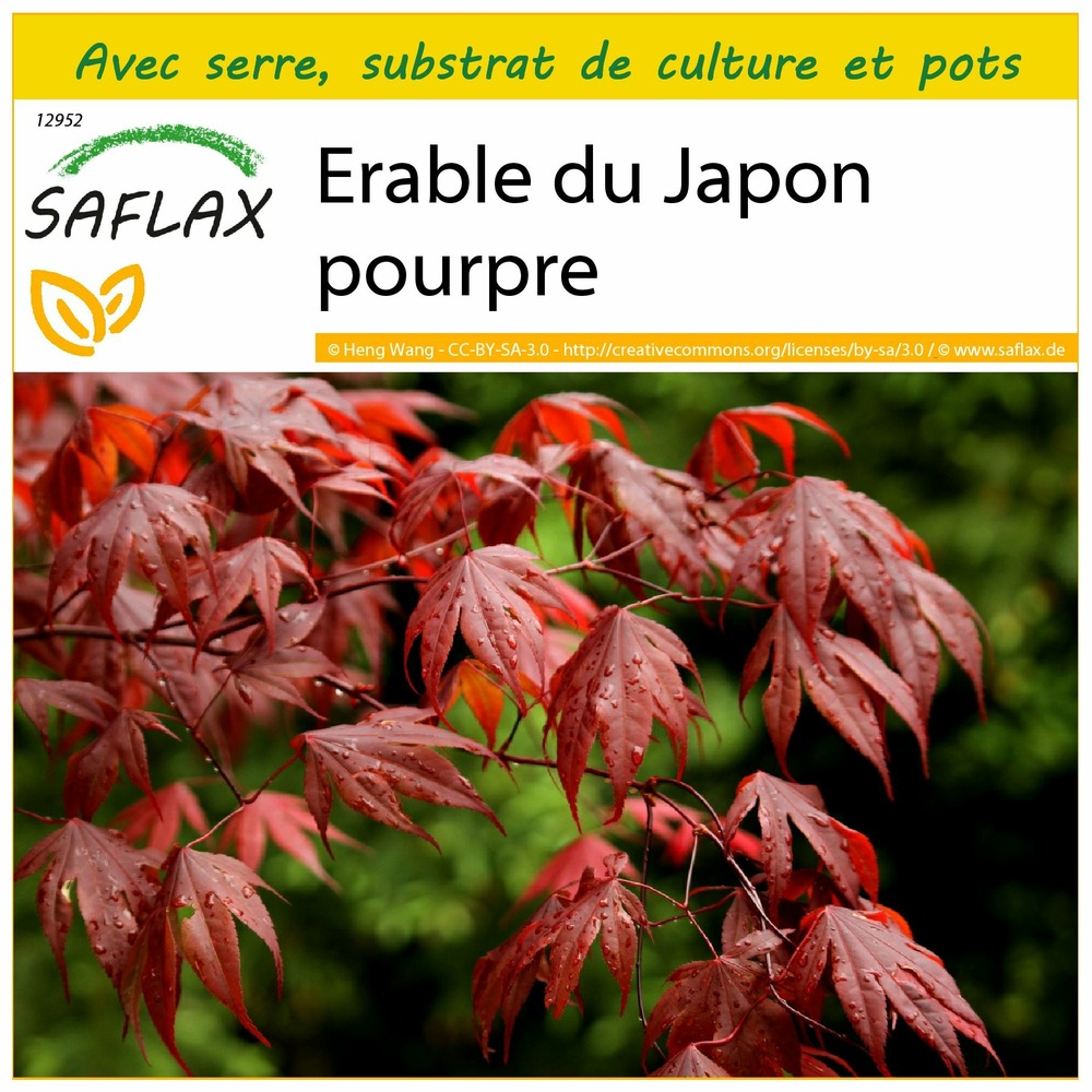 Ensemble de culture - erable du japon pourpre - 20 graines - acer palmatum atropurpureum
