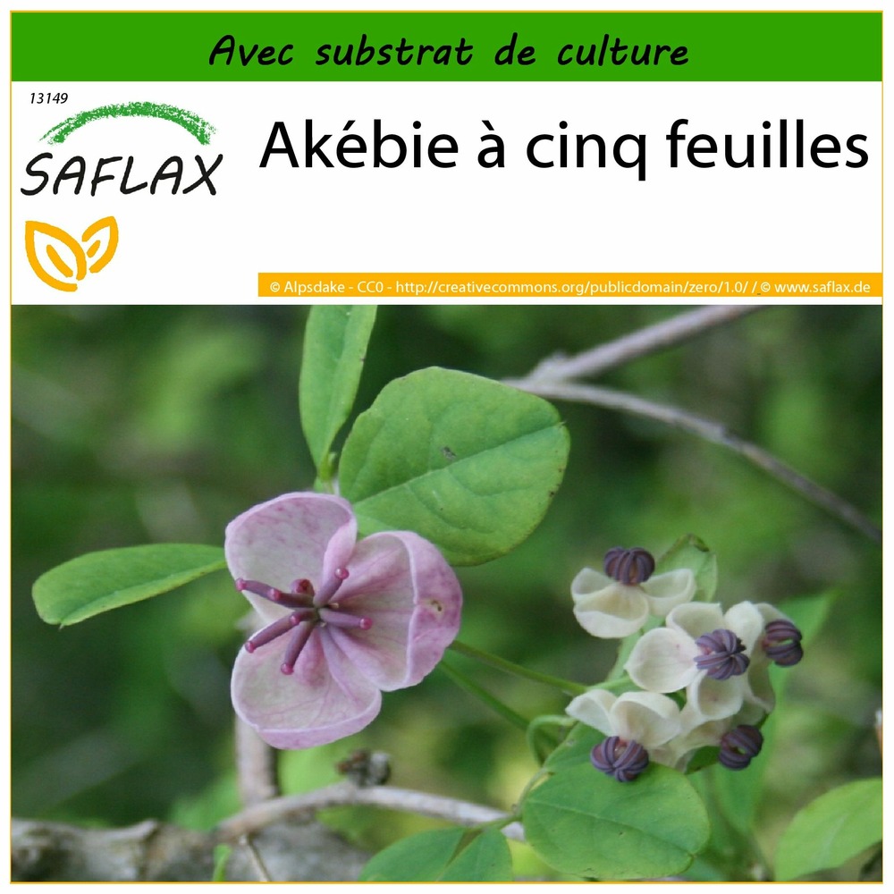 Akébie à cinq feuilles - 10 graines - avec substrat - akebia quinata