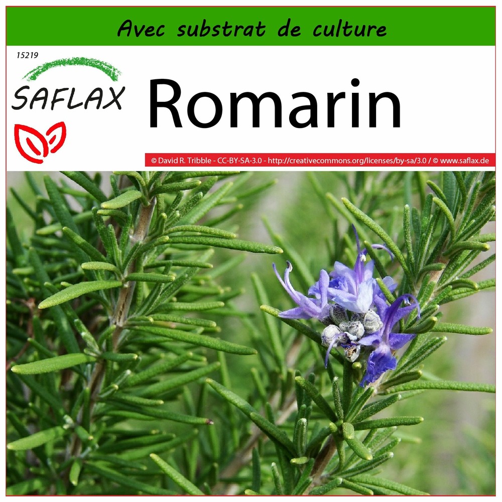 Romarin - 100 graines - avec substrat - rosmarinus officinalis