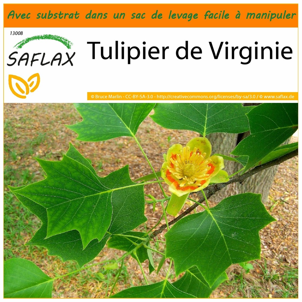 Jardin dans le sac - tulipier de virginie - 20 graines  - liriodendron tulipifera