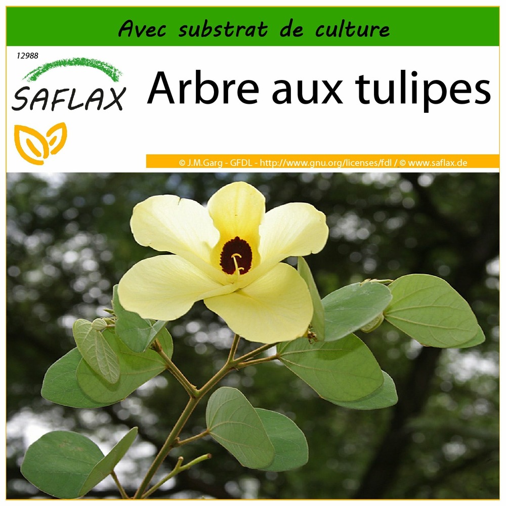 Arbre aux tulipes - 30 graines - avec substrat - bauhinia tomentosa