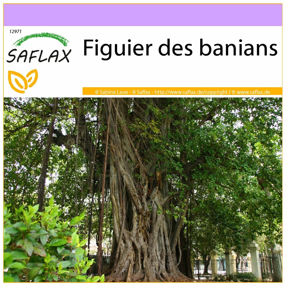 Figuier des banians - 20 graines - ficus benghalensis
