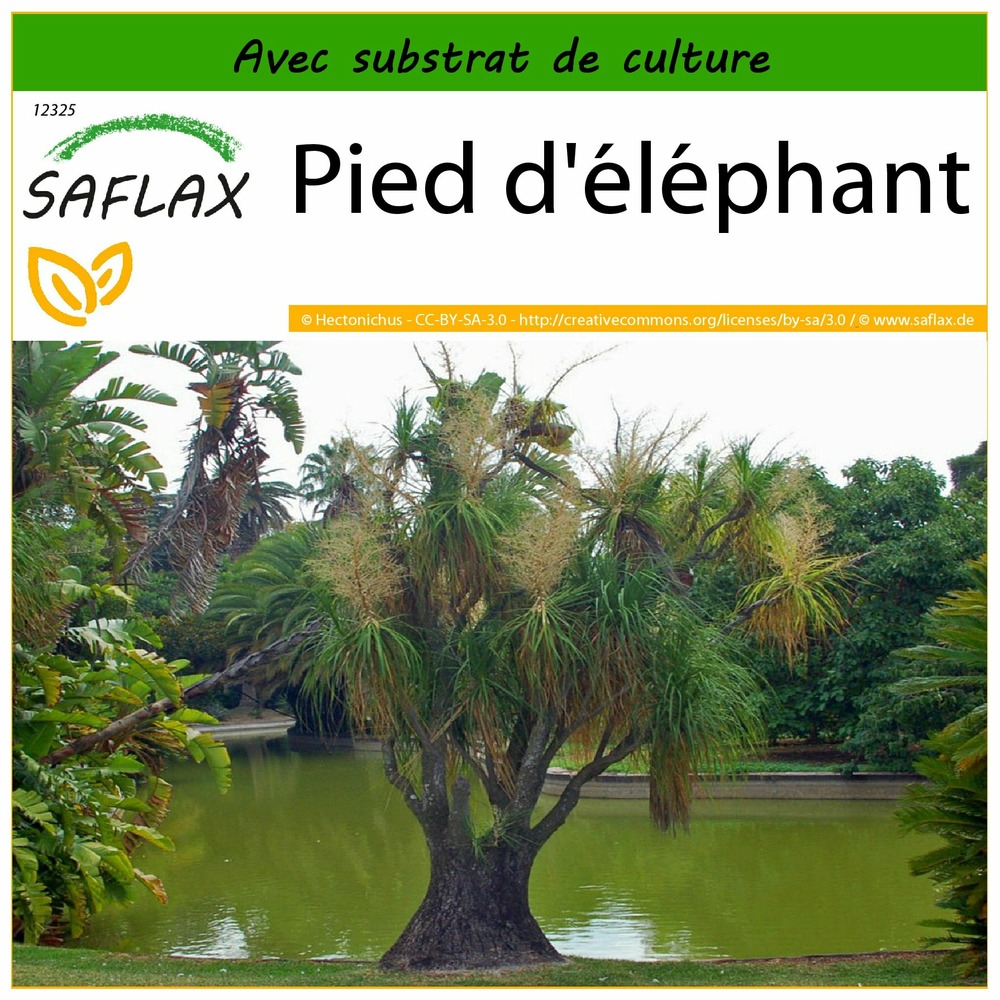 Pied d'éléphant - 10 graines - avec substrat - beaucarnea recurvata