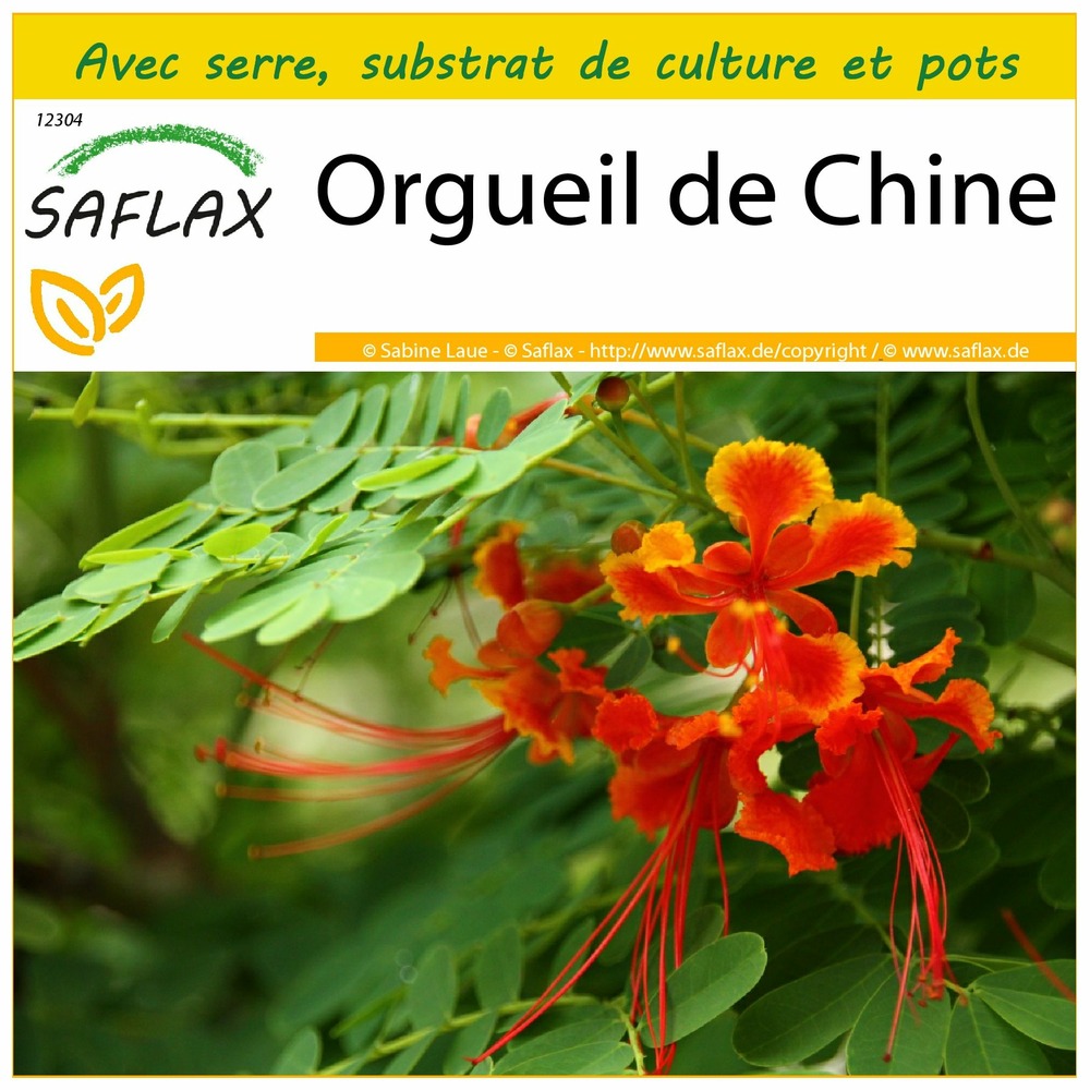 Ensemble de culture - orgueil de chine - 10 graines - caesalpinia pulcherrima
