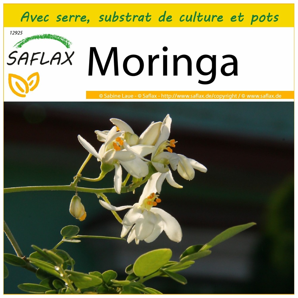 Ensemble de culture - moringa - 10 graines - moringa oleifera