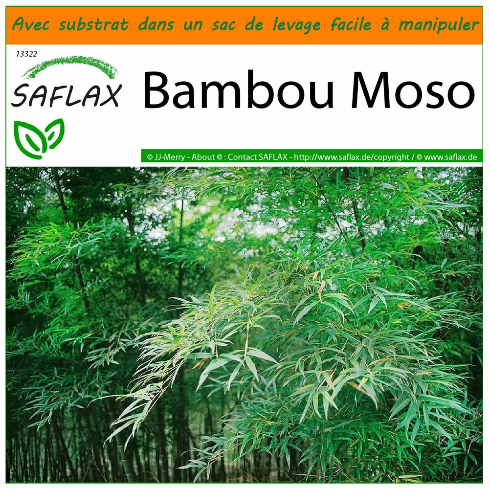 Jardin dans le sac - bambou moso - 20 graines  - phyllostachys pubescens
