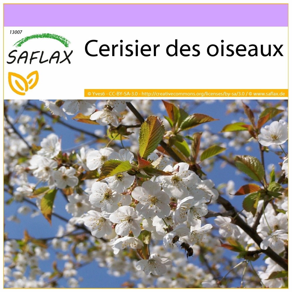 Cerisier des oiseaux - 10 graines - prunus avium