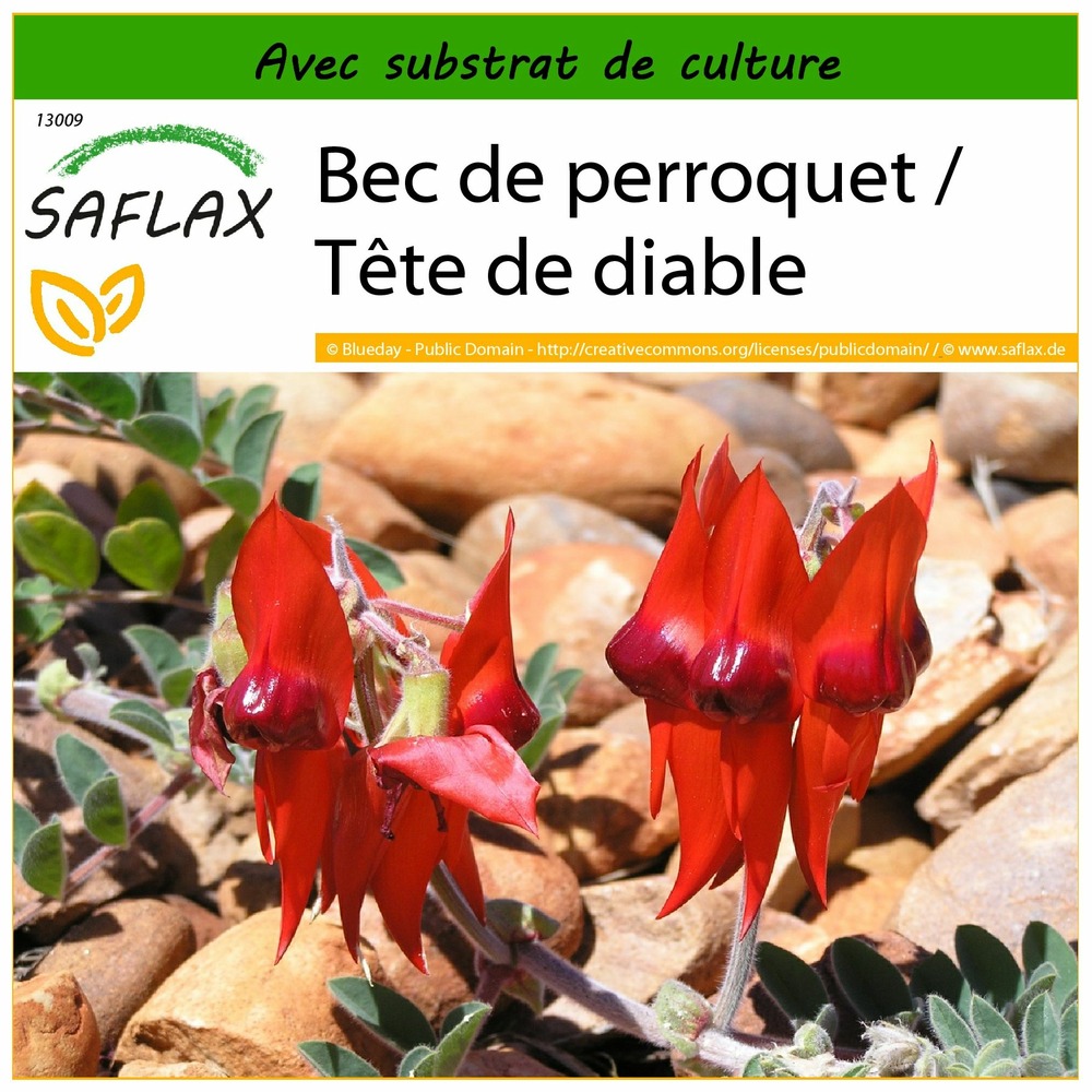 Bec de perroquet / tête de diable - 20 graines - avec substrat - clianthus formosus syn. Swaisonia formosa