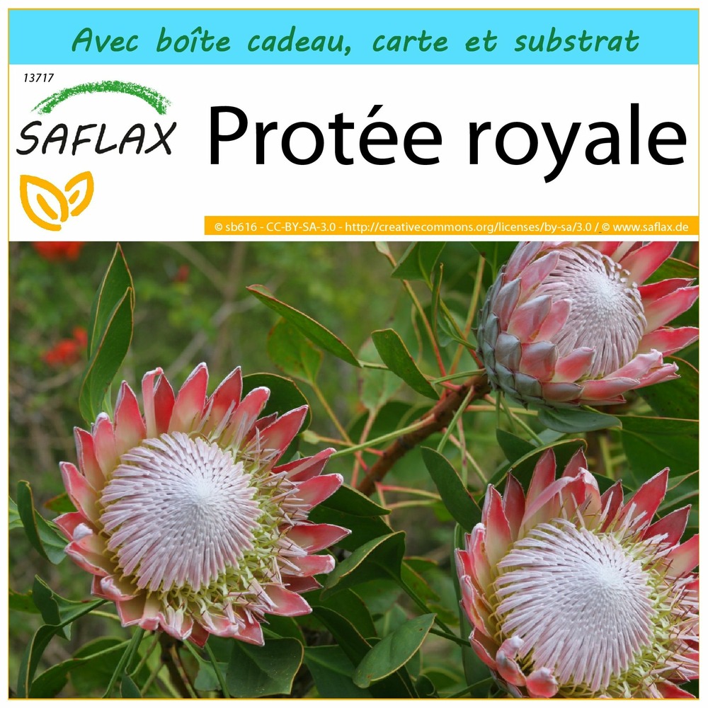 Kit cadeau - protée royale - 5 graines  - protea cynaroides