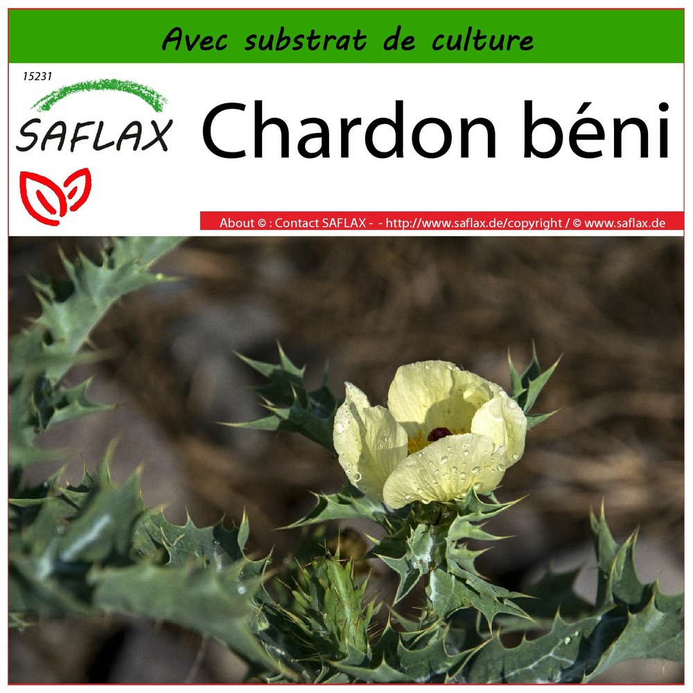 Chardon béni - 50 graines - avec substrat - cnicus benedictus