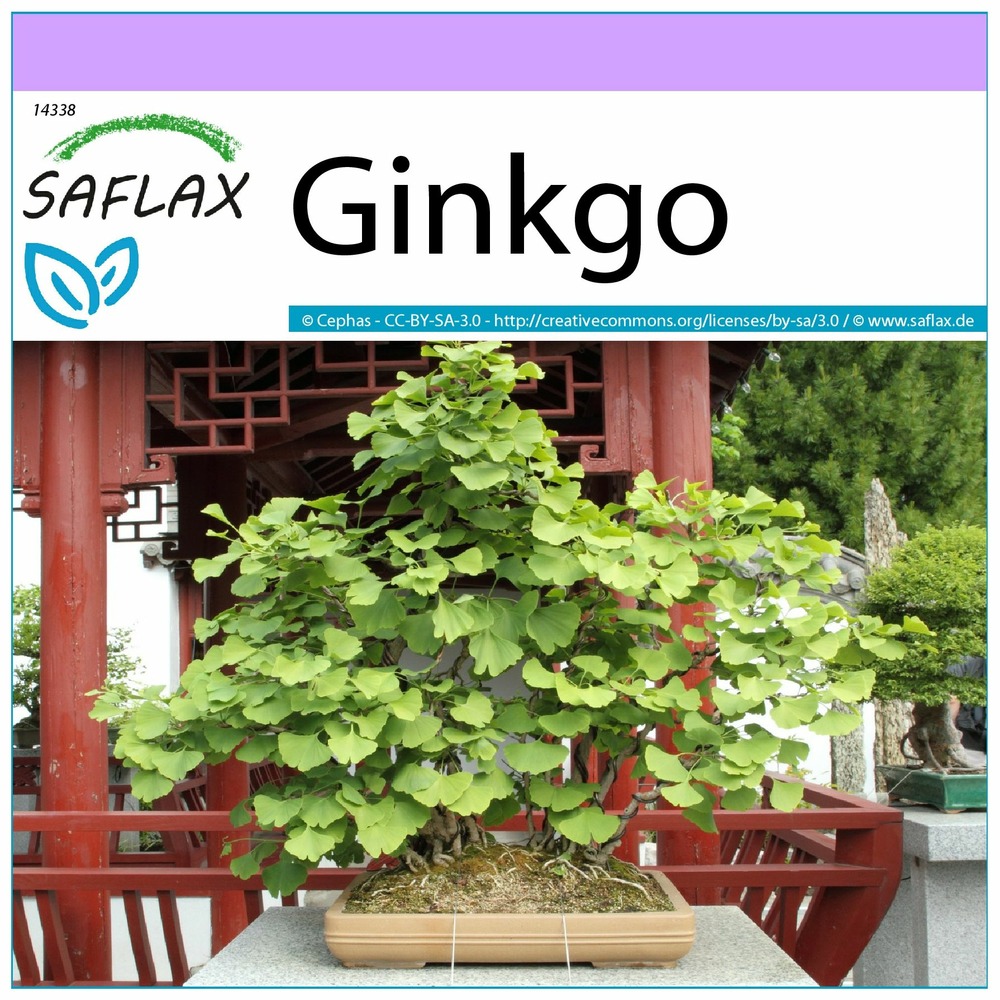 Ginkgo - 4 graines - ginkgo biloba