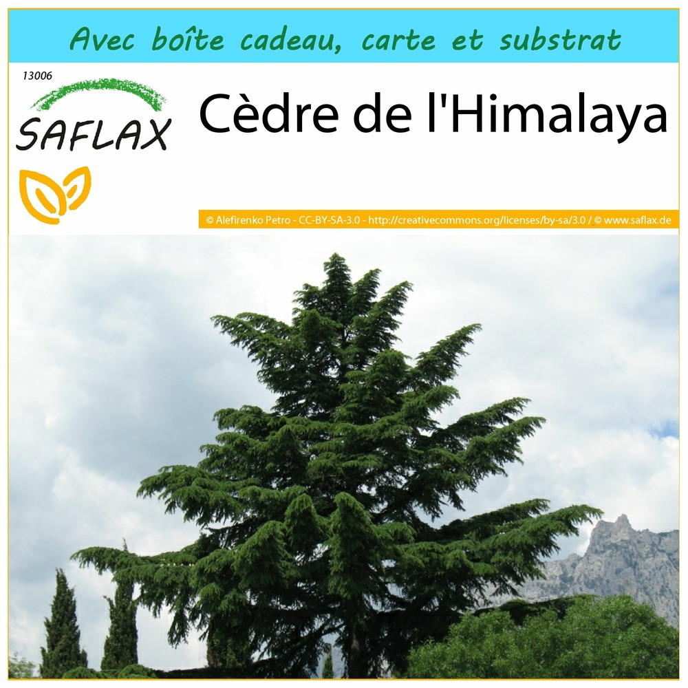 Ensemble-cadeau - cèdre de l'himalaya - 35 graines - cedrus deodara