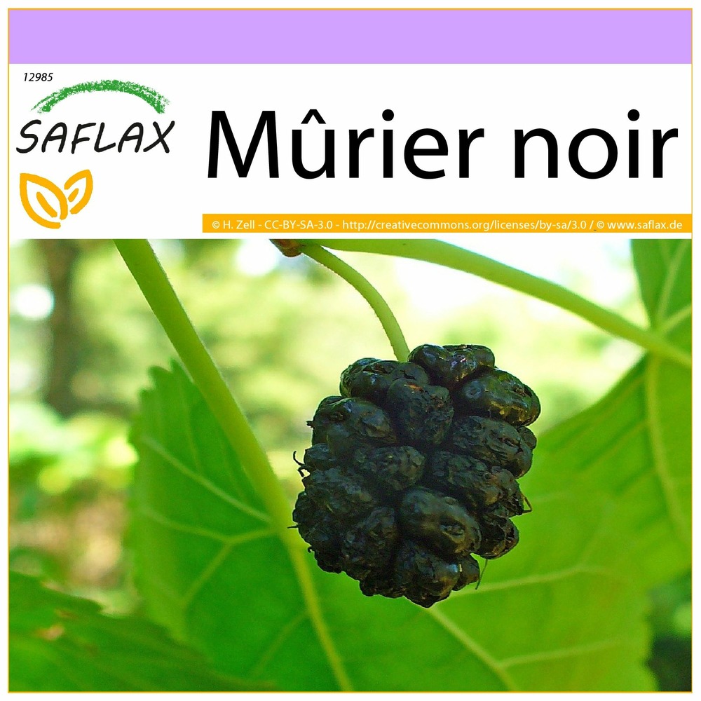 Mûrier noir - 200 graines - morus nigra