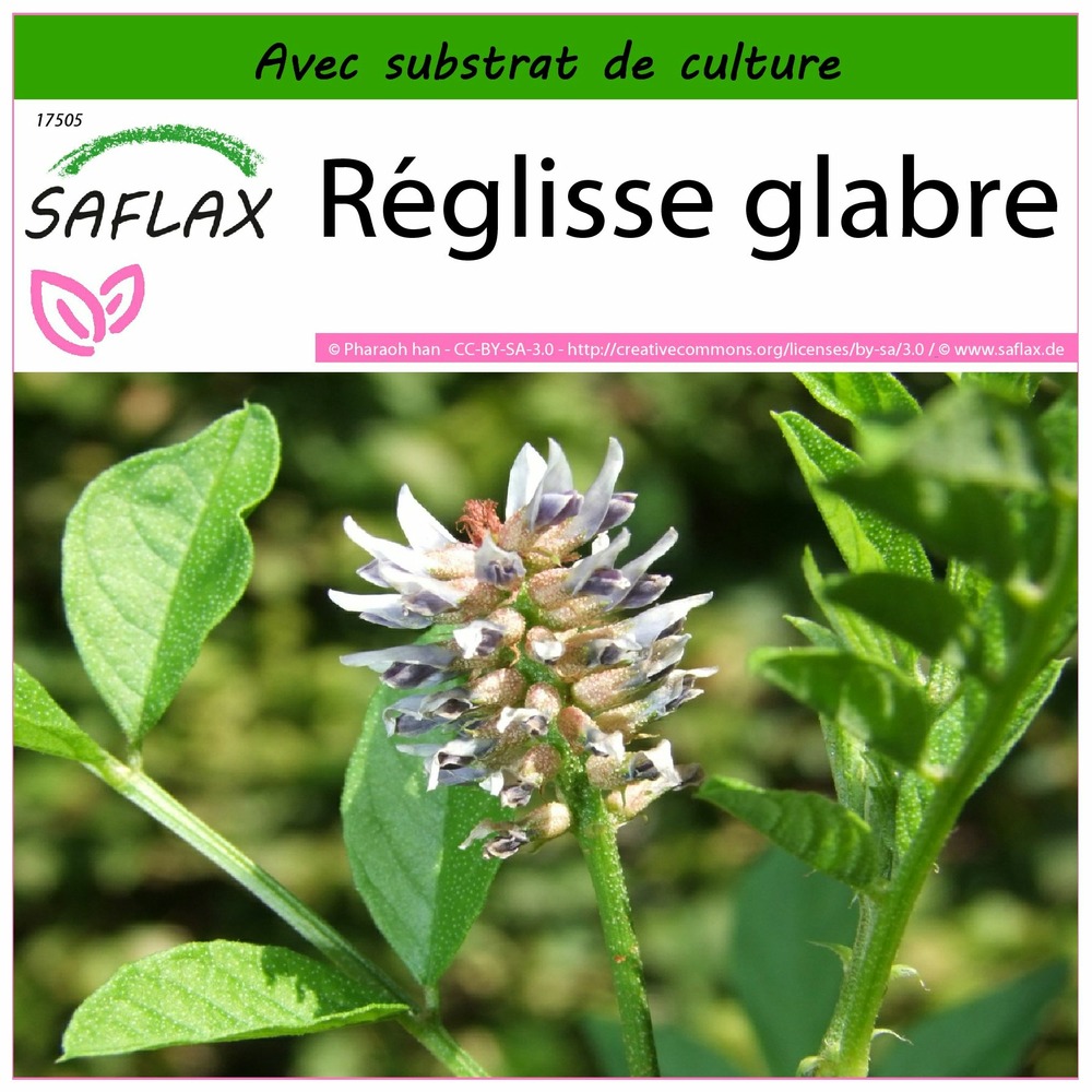 Réglisse glabre - 30 graines - avec substrat - glycyrrhiza glabra