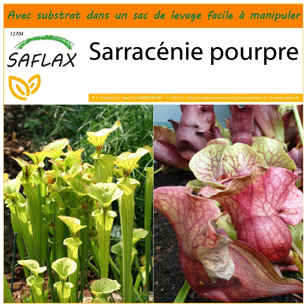 Jardin dans le sac - sarracénie pourpre - 10 graines  - sarracenia flava / s. Purpurea - mix