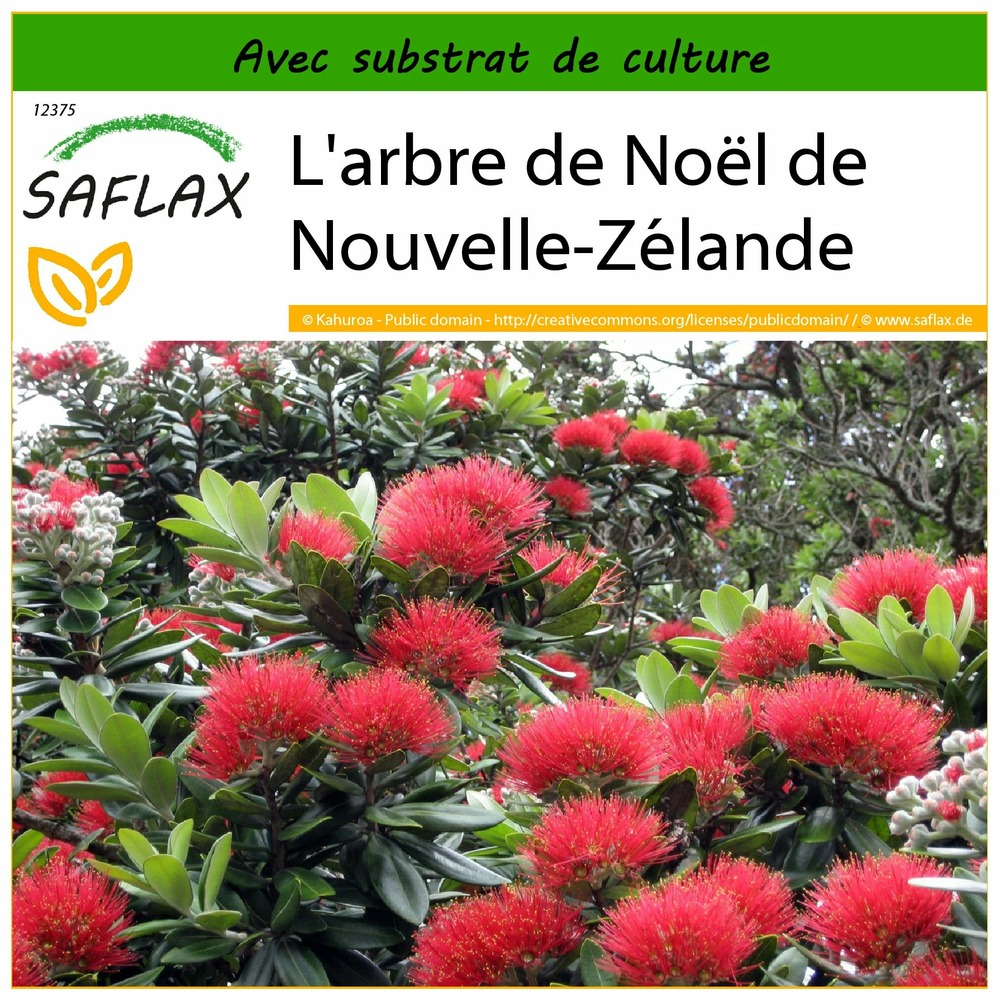 L'arbre de noël de nouvelle-zélande - 300 graines - avec substrat - metrosideros excelsa