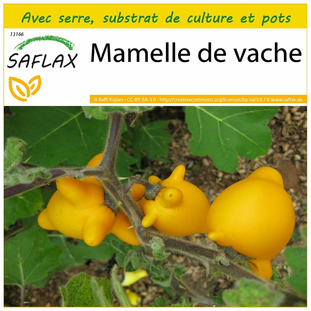 Ensemble de culture - mamelle de vache - 10 graines - solanum mammosum