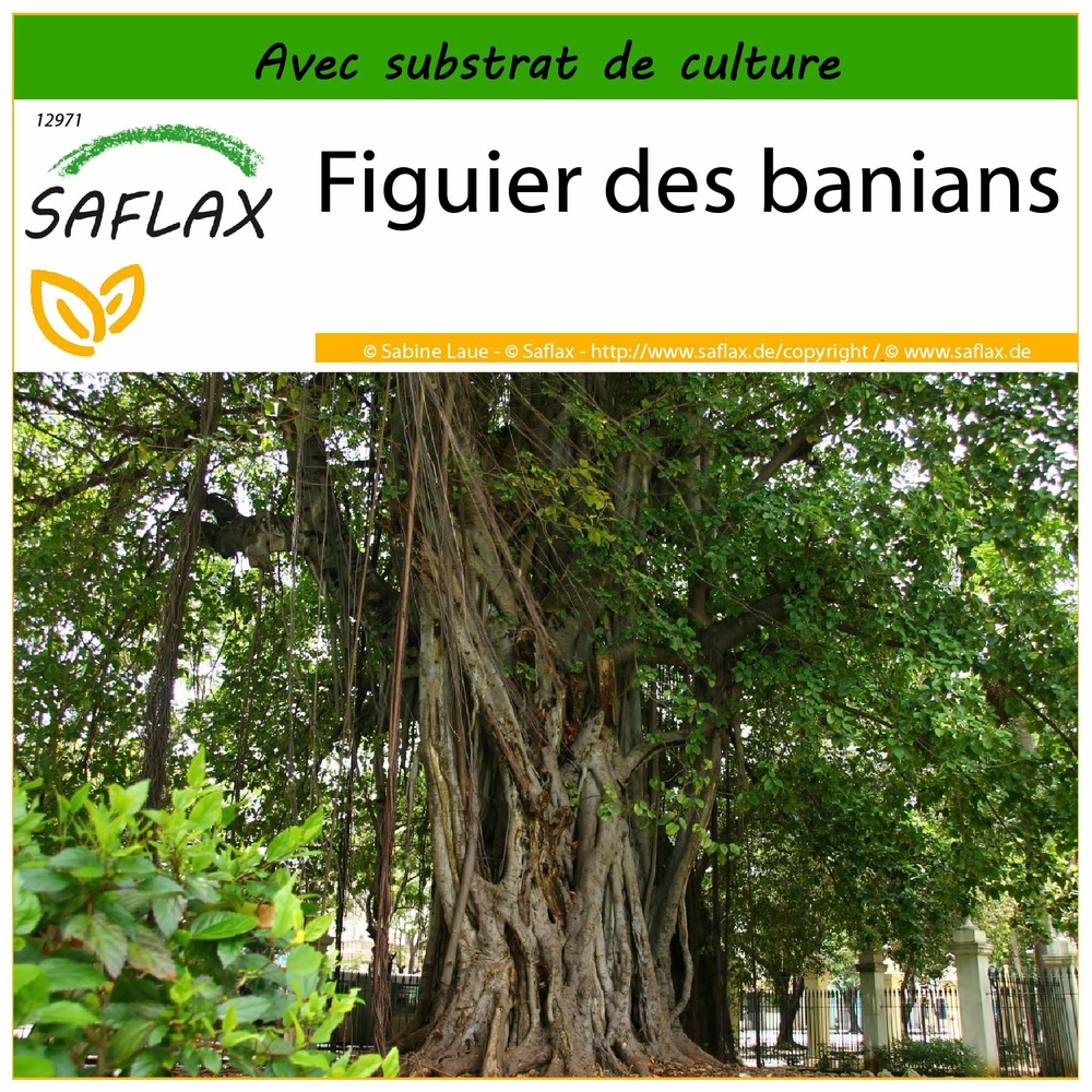 Figuier des banians - 20 graines - avec substrat - ficus benghalensis