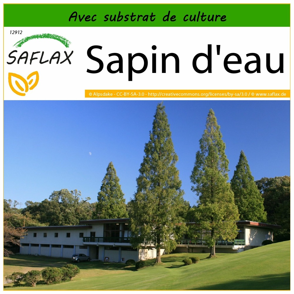Sapin d'eau - 60 graines - avec substrat - metasequoia glyptostroboides
