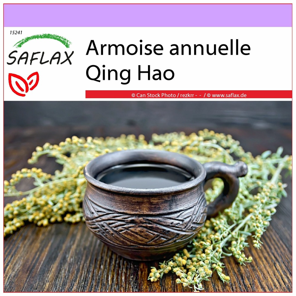 Armoise annuelle qing hao - 250 graines - artemisia annua