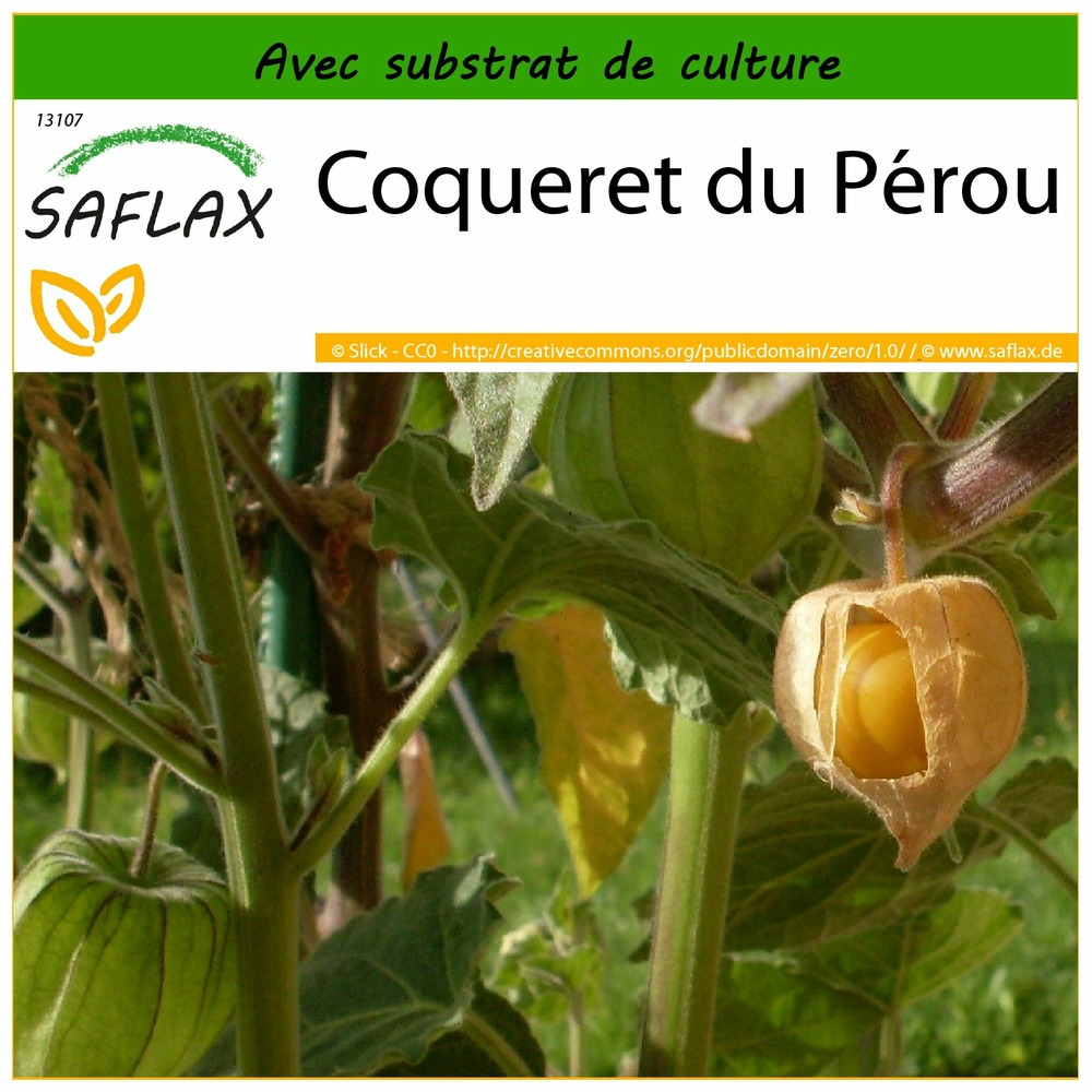 Coqueret du pérou - 100 graines - avec substrat - physalis peruviana