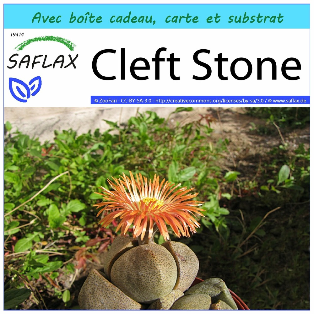 Ensemble-cadeau - cleft stone - 40 graines - pleiospilos nelii