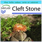 Kit cadeau - cleft stone - 40 graines  - pleiospilos nelii