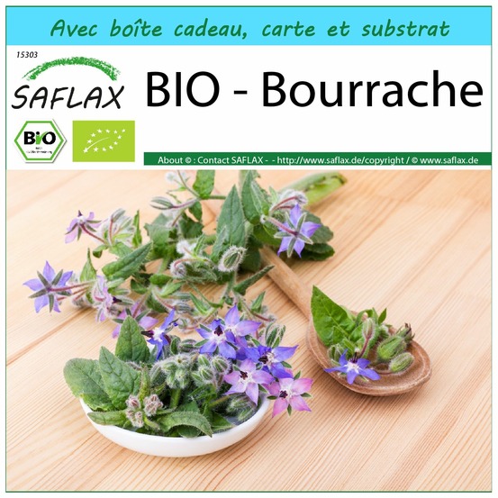 Ensemble-cadeau - bio - bourrache - 40 graines - borago officinalis