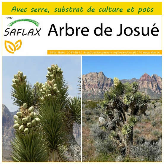 Ensemble de culture - arbre de josué - 10 graines - yucca brevifolia