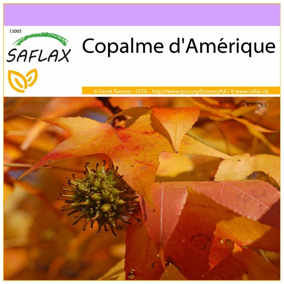 Copalme d'amérique - 100 graines - liquidamber styraciflua