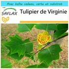 Kit cadeau - tulipier de virginie - 20 graines  - liriodendron tulipifera