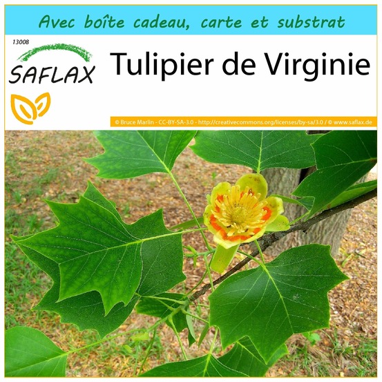 Ensemble-cadeau - tulipier de virginie - 20 graines - liriodendron tulipifera