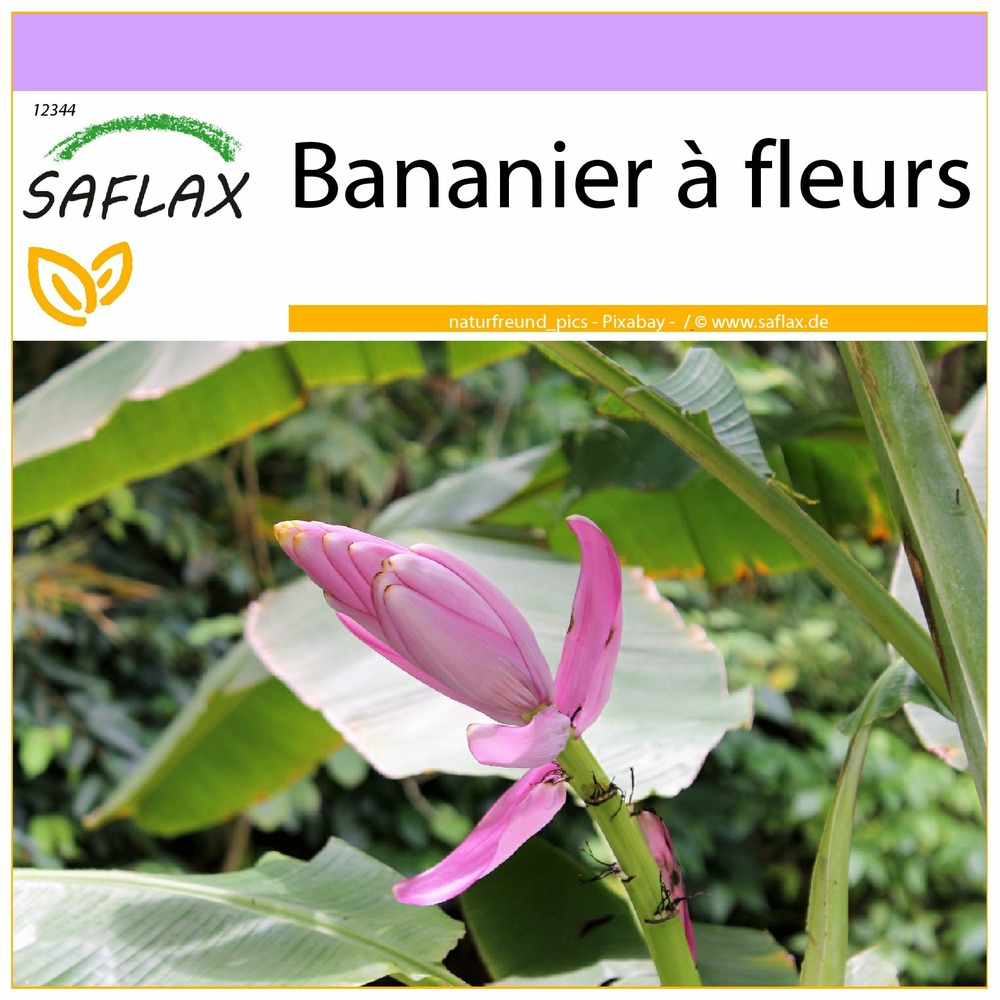 Bananier à fleurs - 8 graines - musa velutina