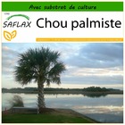 Chou palmiste - 8 graines - avec substrat - sabal palmetto