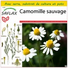 Kit de culture - camomille sauvage - 300 graines  - matricaria chamomilla