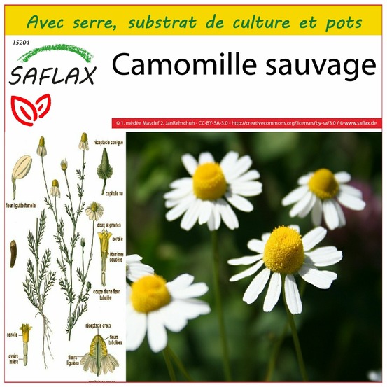 Ensemble de culture - camomille sauvage - 300 graines - matricaria chamomilla
