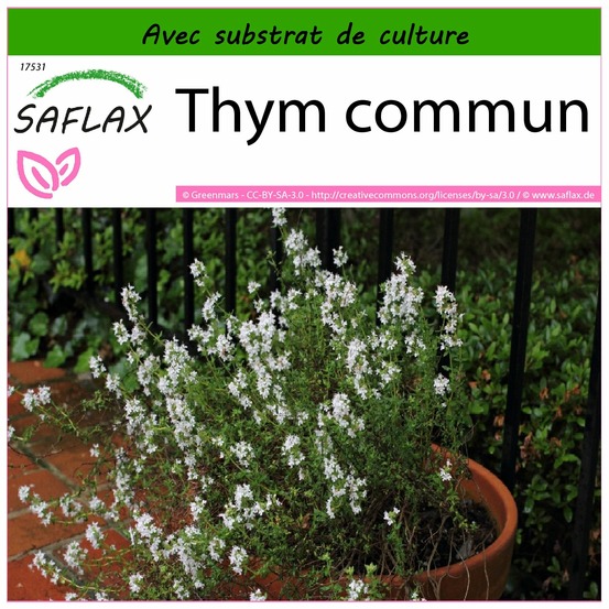 Thym commun - 200 graines - avec substrat - thymus vulgaris