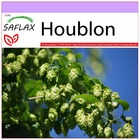 Houblon - 50 graines - humulus lupulus