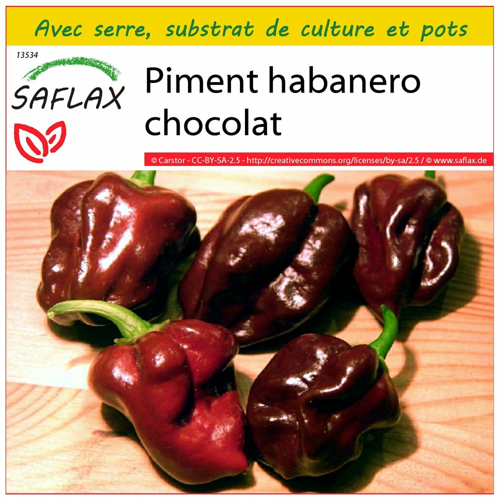 Ensemble de culture - piment habanero chocolat - 10 graines - capsicum chinense