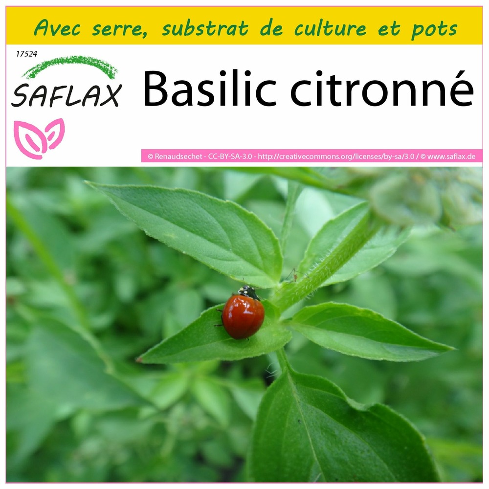 Ensemble de culture - basilic citronné - 200 graines - ocimum citriodorum