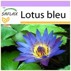Lotus bleu - 15 graines - nymphaea nouchali var. Caerulea