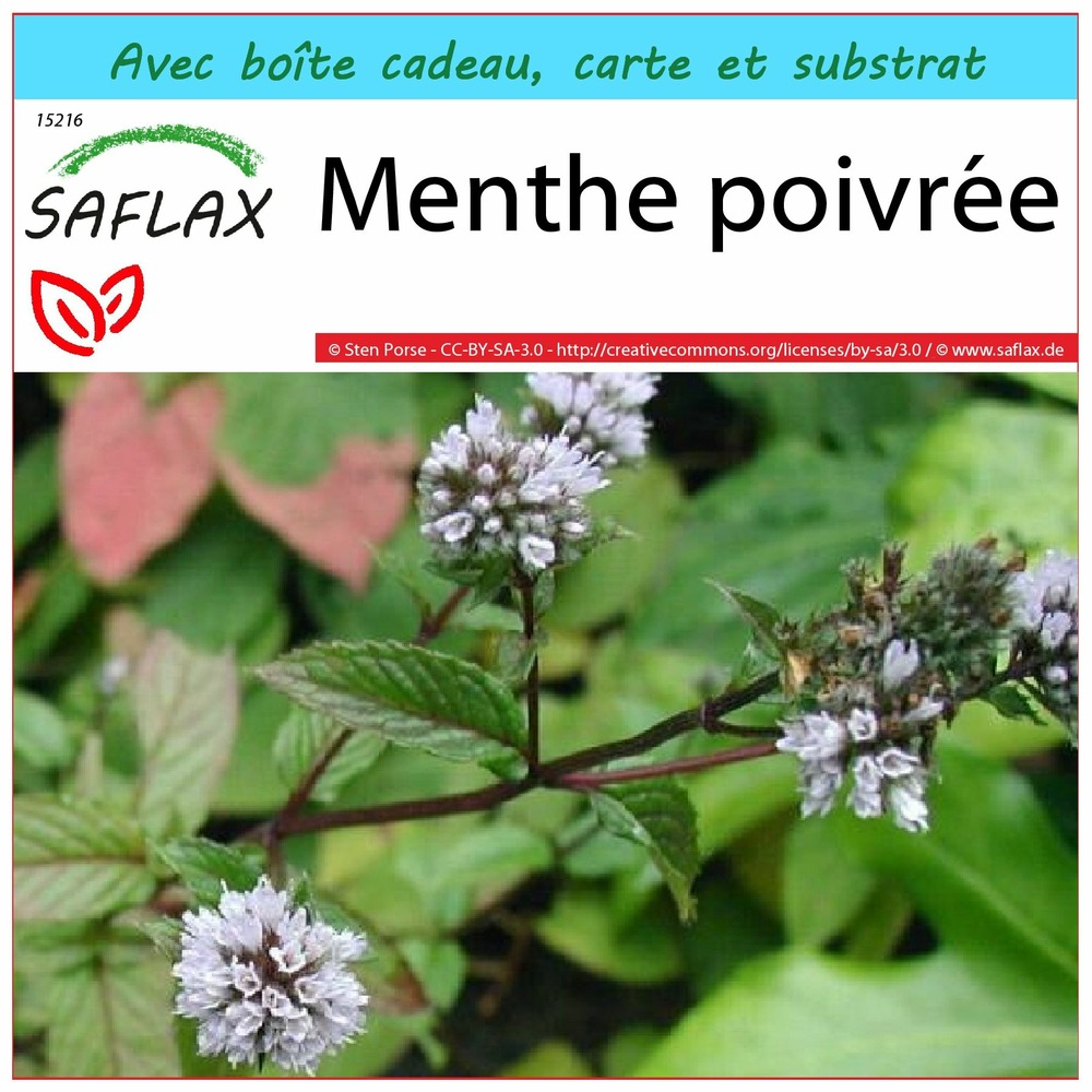 Ensemble-cadeau - menthe poivrée - 300 graines - mentha piperita